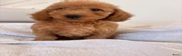 Labradoodle dogs for sale: LICENSED BREEDER HEALTH TESTED MINI LABRADOODLES - Advert 26