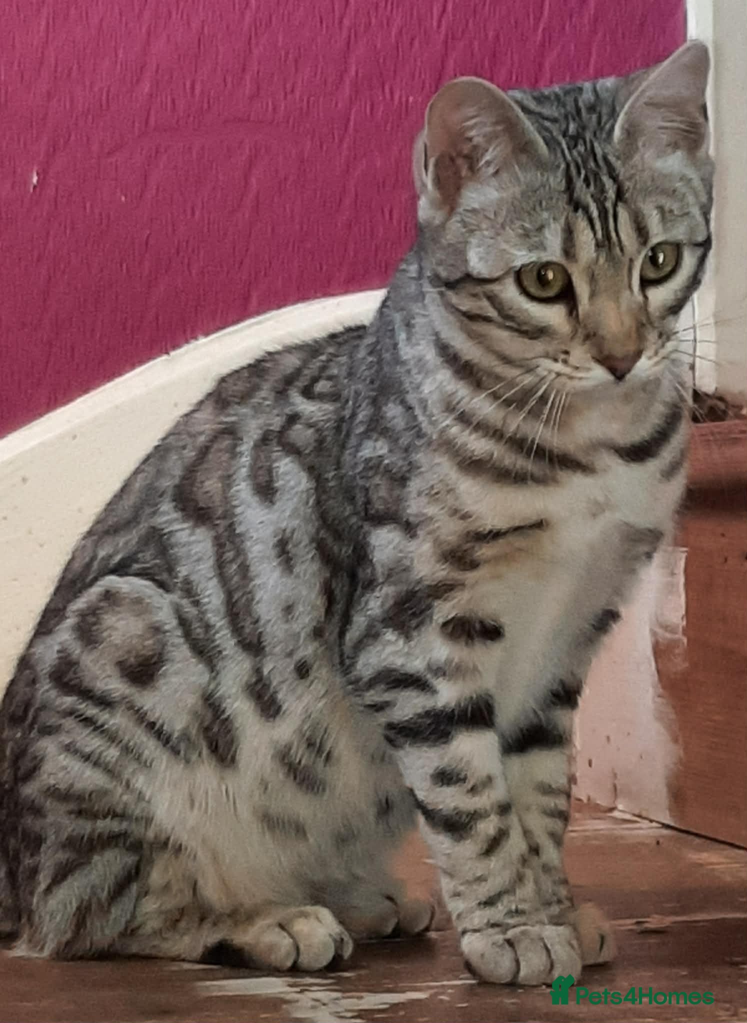 Bengal cats STUNNING GLITTER PELTED TICA REG BENGAL KITTENS - Advert 7