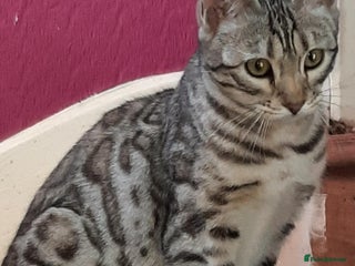 Bengal cats STUNNING GLITTER PELTED TICA REG BENGAL KITTENS - Advert 7