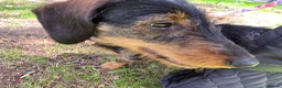 Dachshund dogs for sale: Miyo needs a loving home  in Wolverhampton - Advert 9