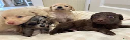 Mixed Breed dogs for sale: Pomapoos  - Advert 6