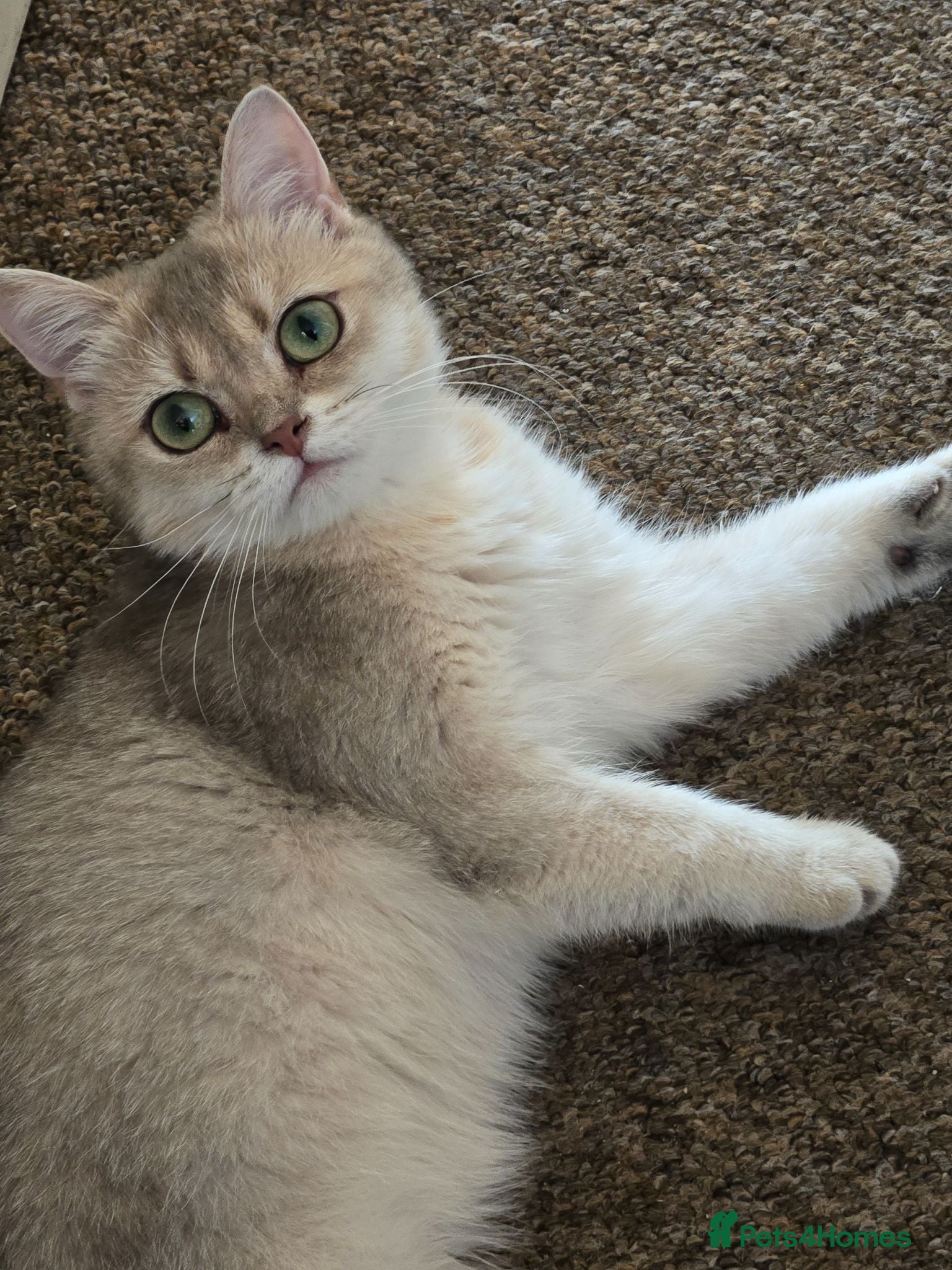 British Shorthair cats Rare Black Golden Shedded British Shorthair Female - Advert 1