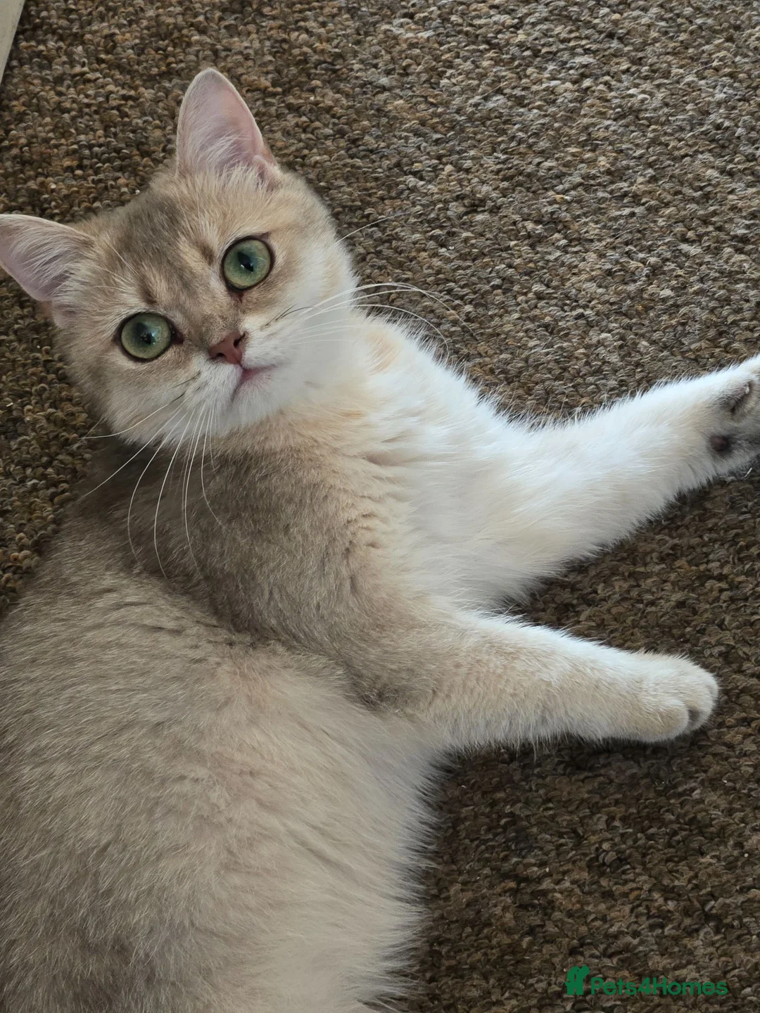 British Shorthair cats for sale: Rare Black Golden Shedded British Shorthair Female - Advert 1