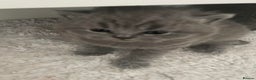 British Shorthair cats for sale: Super Cute British Shorthair babies - Advert 5