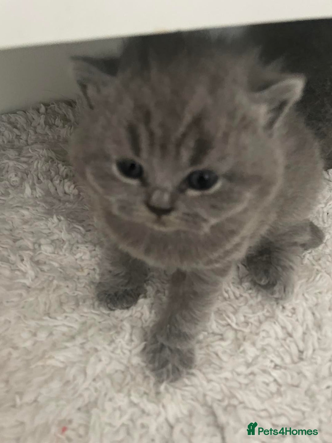 British Shorthair cats for sale: Super Cute British Shorthair babies - Advert 5