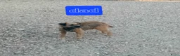 Border Terrier dogs for sale: Pure border terrier puppies  - Advert 21