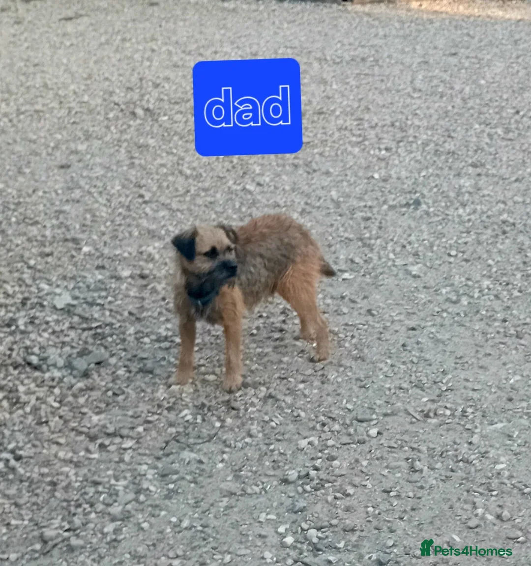 Border Terrier dogs for sale: Pure border terrier puppies  - Advert 21