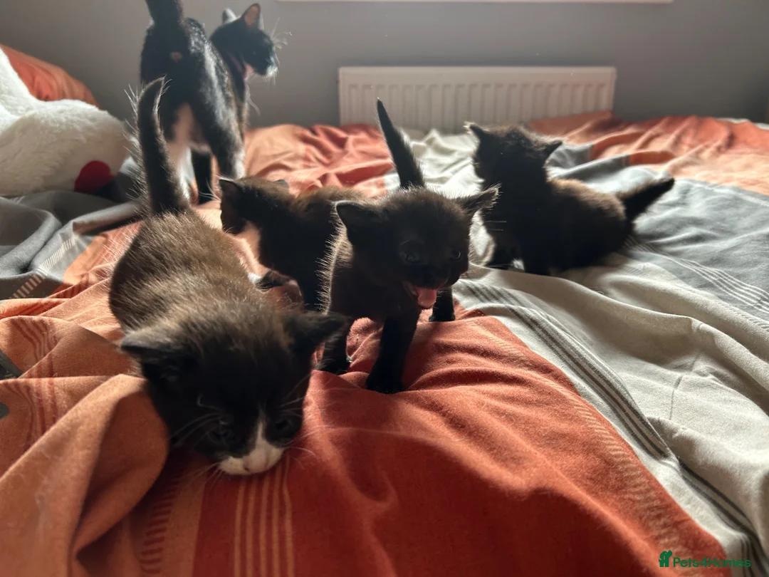 British Shorthair cats for sale: All kittens now reserved! - Advert 1