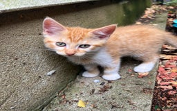 Domestic Shorthair cats for sale: Only one Girl left 🐈‍⬛😿  - Image 5