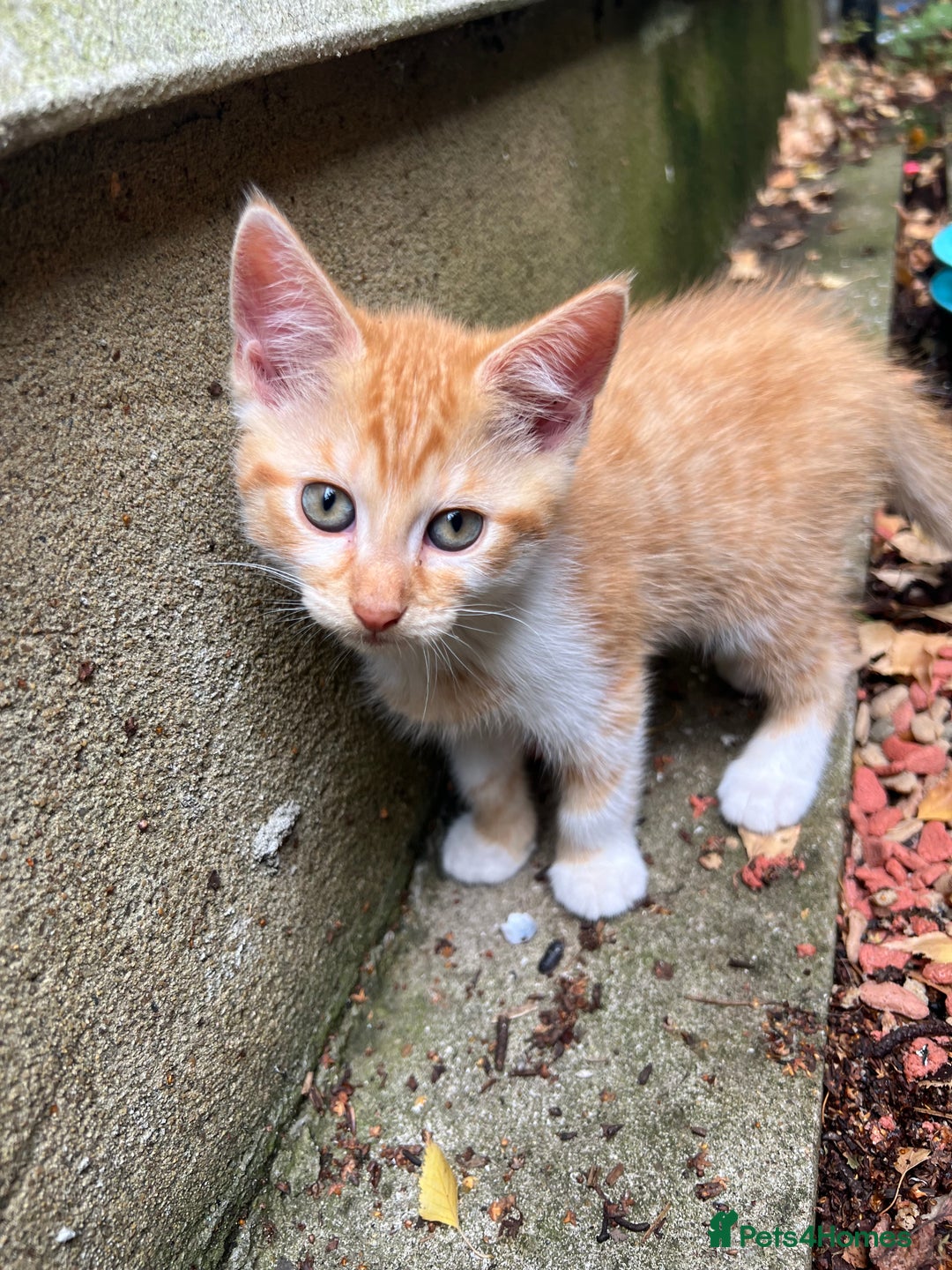 Domestic Shorthair cats for sale: Only one Girl left 🐈‍⬛😿  - Image 5