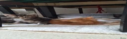 Bengal cats for sale: Beautiful kittens for sale  in Nottingham - Advert 10