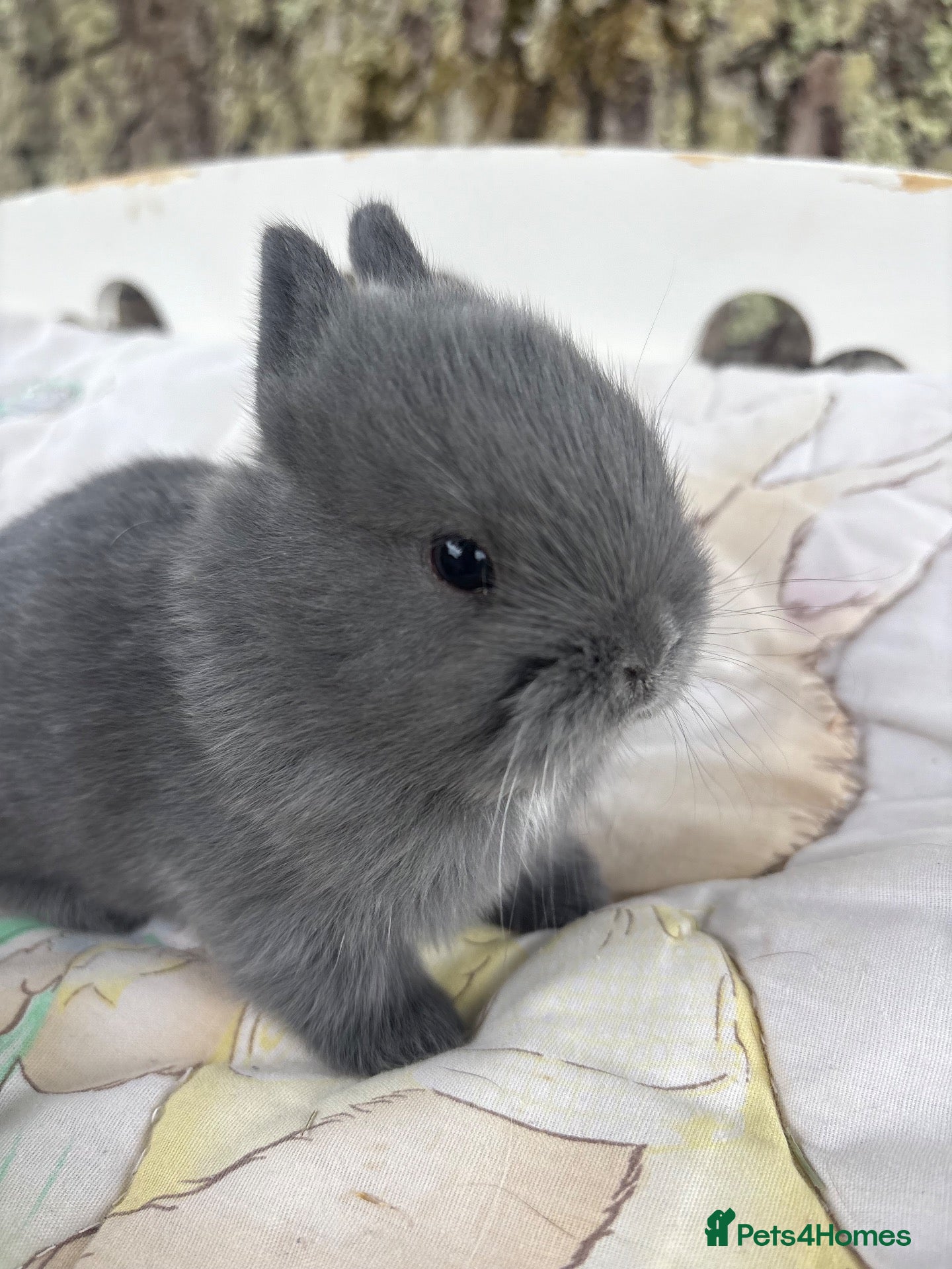 Netherland Dwarf rabbits Sweet blue Netherland Dwarf bunnies  - Advert 5