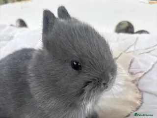 Netherland Dwarf rabbits Sweet blue Netherland Dwarf bunnies - Advert 5