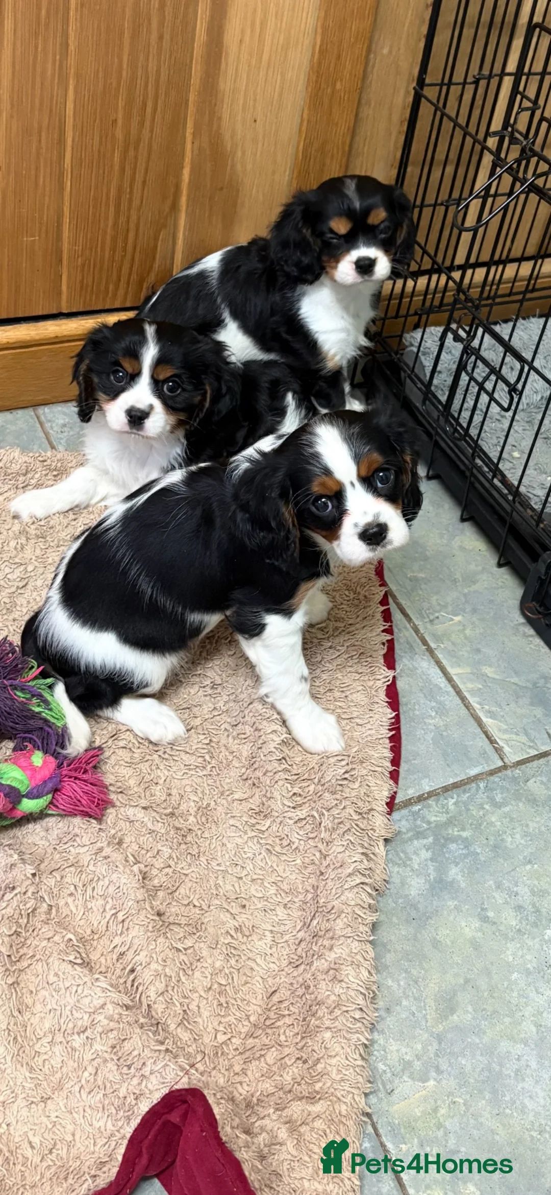 Cavalier King Charles Spaniel dogs for sale: KC Reg cavalier King Charles  - Advert 1