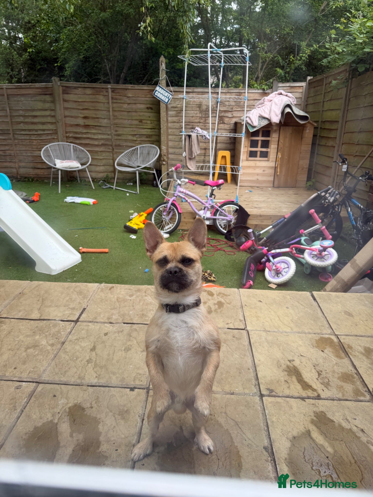 Mixed Breed dogs Gary 11month cheeky chap - Advert 1