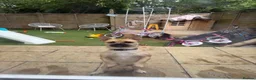 Mixed Breed dogs for sale: Gary 11month cheeky chap in Ilford - Advert 1