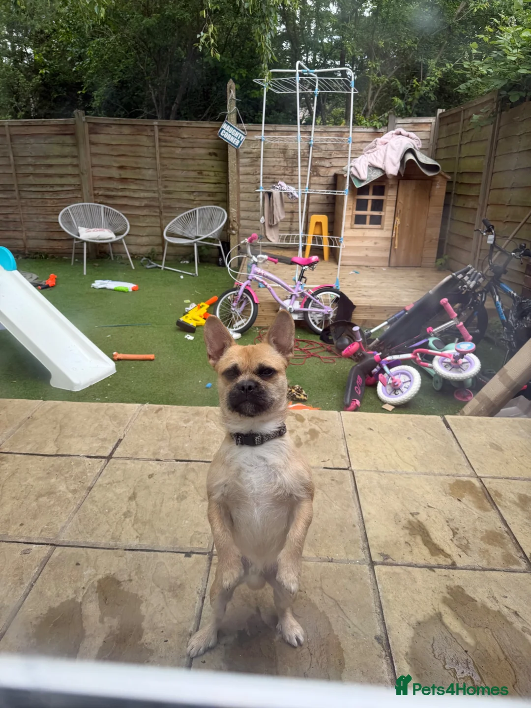 Mixed Breed dogs for sale: Gary 11month cheeky chap in Ilford - Advert 1