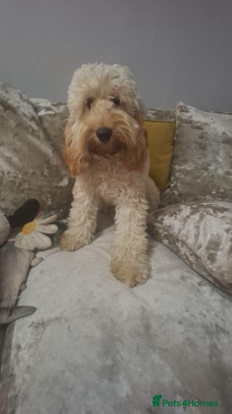 Cockapoo dogs 🐾 Young Adult Cockapoo Female - Advert 3