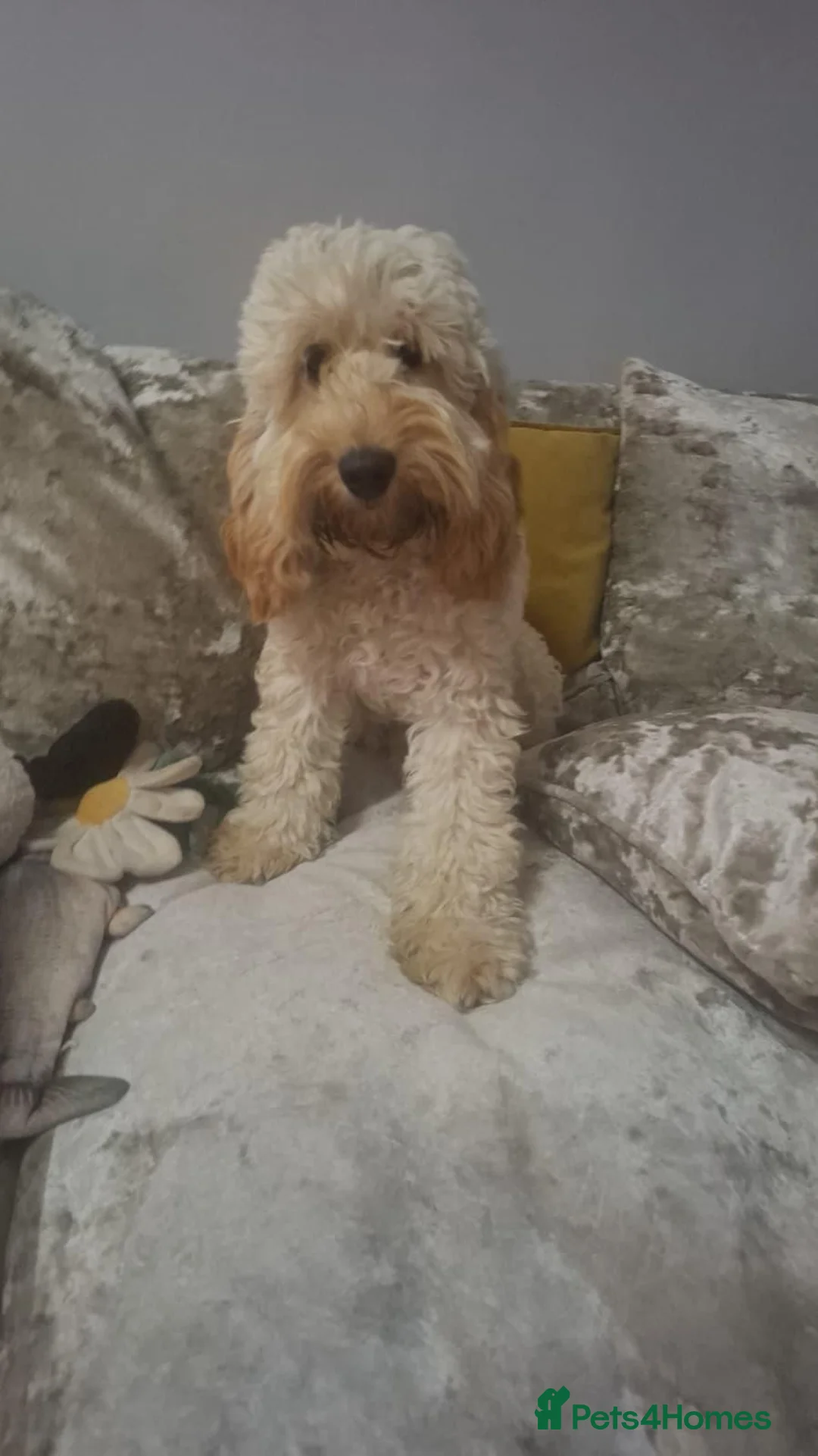 Cockapoo dogs for sale: 🐾 Young Adult Cockapoo Female - Advert 1