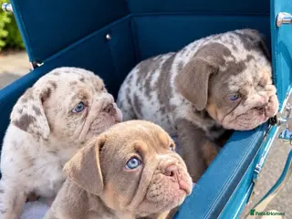 English Bulldog dogs Stunning English bulldog puppies - Advert 1