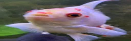 Goldfish fish for sale: Xl goldfish  - Advert 8