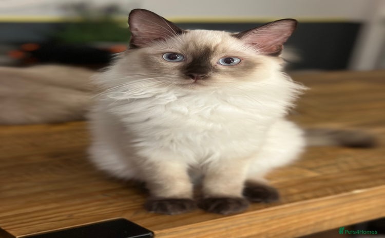 Ragdoll cats - Advert 12