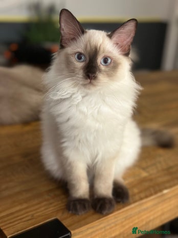 Ragdoll cats - Advert 12