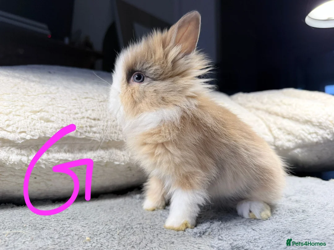 Lionhead rabbits for sale: Beautiful LIONHEAD babies *AVAILABLE* - Advert 15