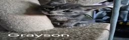 British Longhair cats for sale: Beautiful mix of kittens - Advert 8