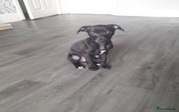 Italian Greyhound dogs for sale: Beautiful Italian greyhounds 07926562207 - Image 3