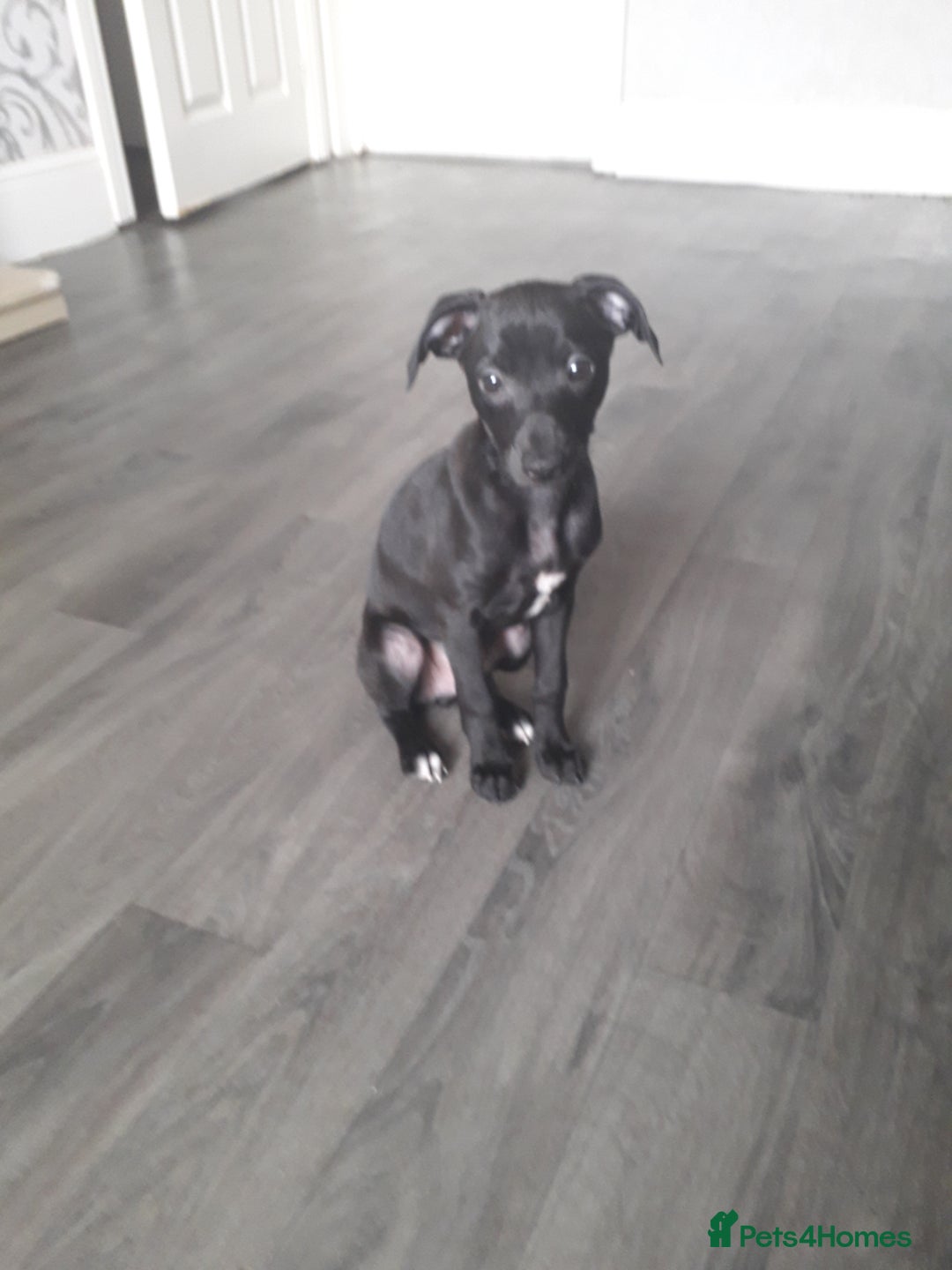 Italian Greyhound dogs for sale: Beautiful Italian greyhounds 07926562207 - Image 3