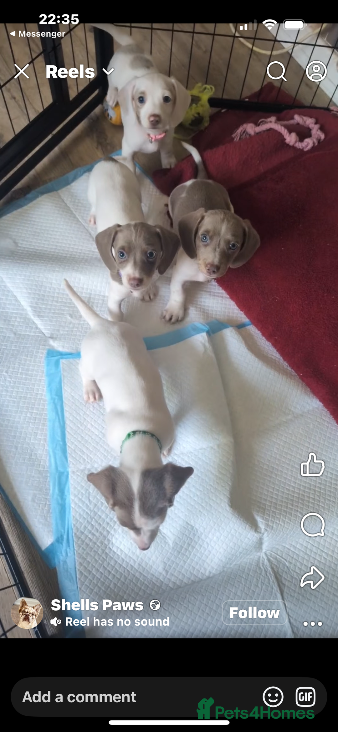 Miniature Dachshund dogs for stud: SHYLO Isabella dapple pied long hair stud  in Liverpool - Advert 17