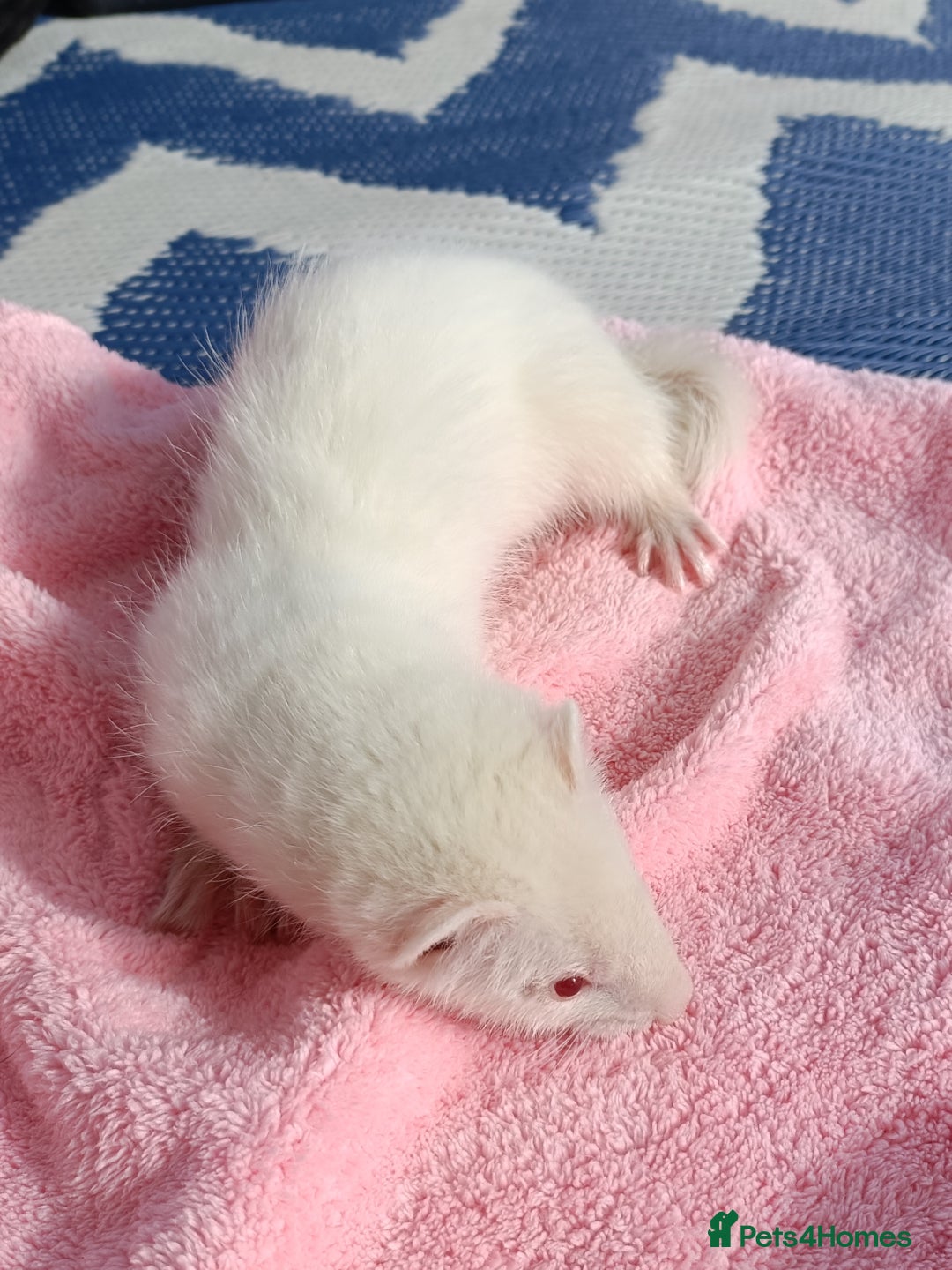 Ferret rodents for sale: Ferrets for Sale - 8 weeks old - Image 6