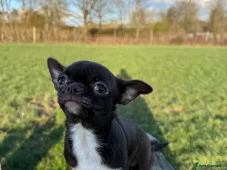 Chihuahua dogs Solid choc & white, health tested parents, KC REG - Advert 2