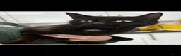 Mixed Breed cats for sale: Rehoming female cat - Advert 1