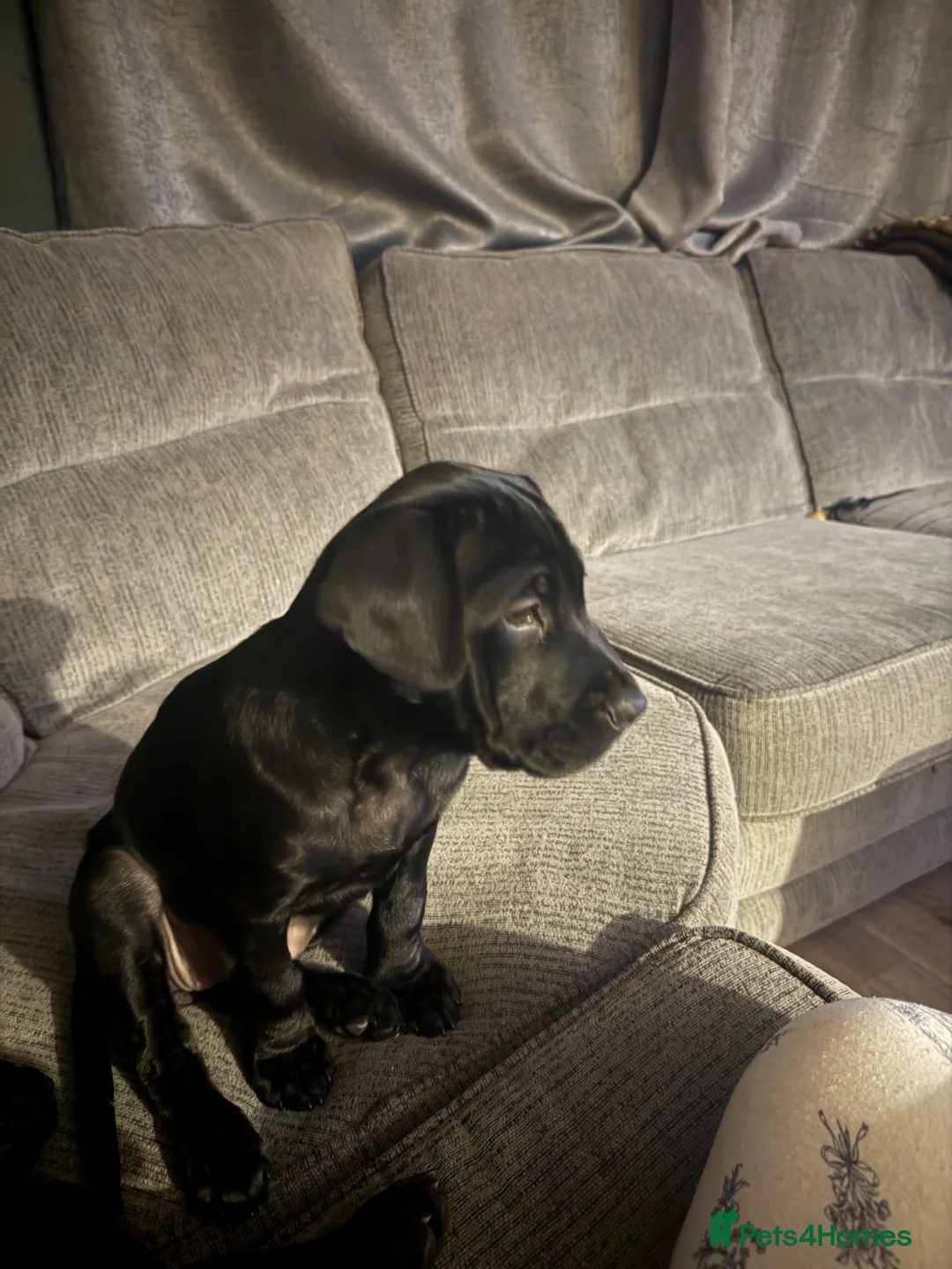 Mixed Breed dogs for sale: Shar pai x cockers  in Tewkesbury - Advert 2