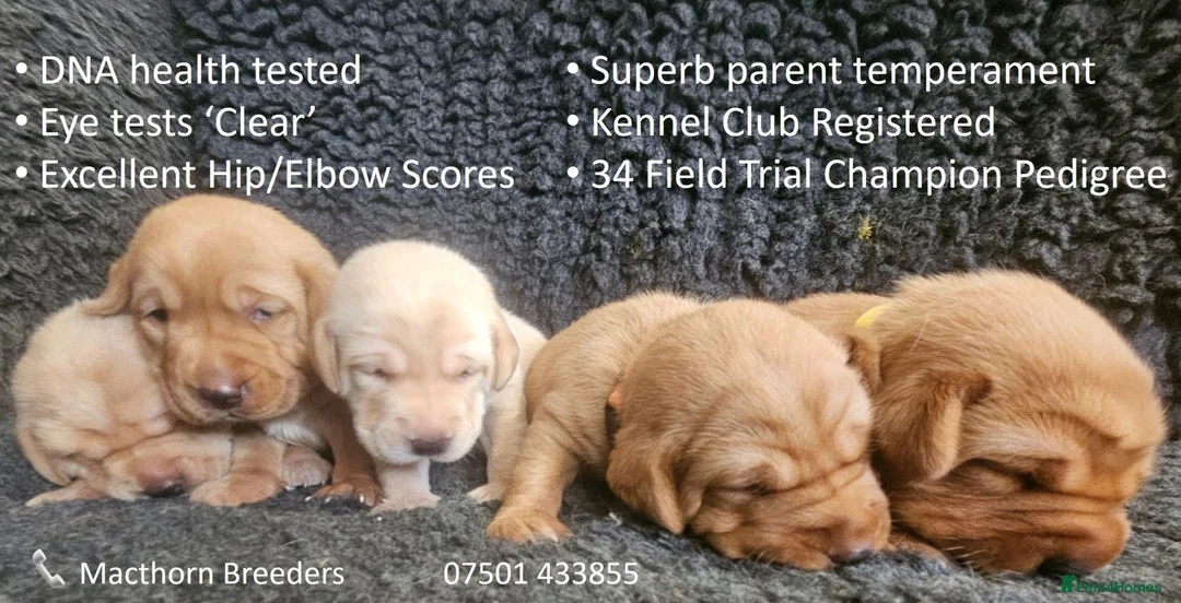 Labrador Retriever dogs for sale: Stunning Red/Golden Labs-KC Reg, Health Checked - Advert 2