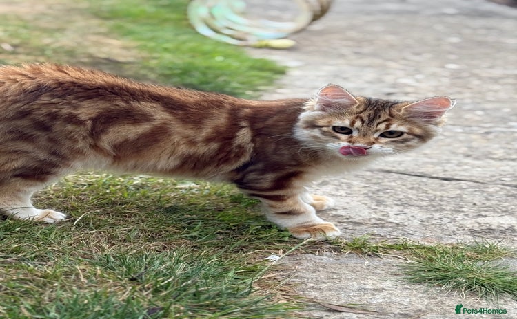 Siberian cats - Advert 2