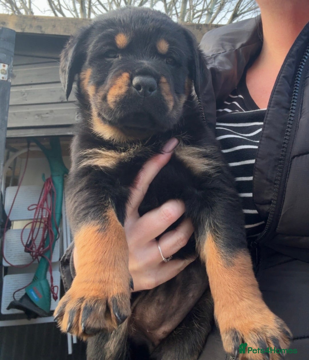 Rottweiler dogs for sale: Big boned chunky Rottweiler puppies - Advert 32