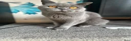 British Shorthair cats for sale: British shorthair female (Elora) in London - Advert 2