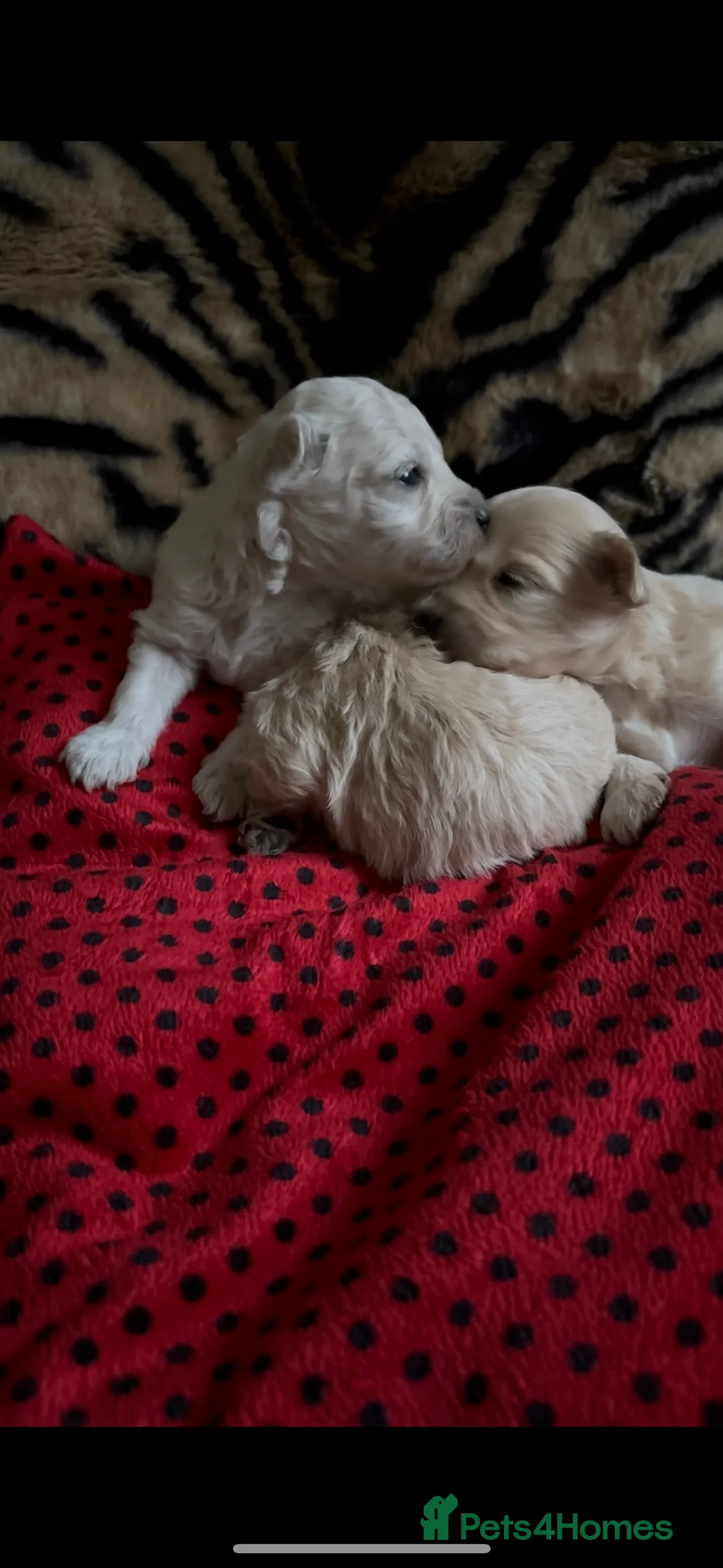 Maltipoo dogs for sale: Exquisite Maltipoo puppies  - Advert 12