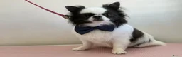 Chihuahua dogs for stud: Stud Available- Long Coat Chihuahua, Buster - Advert 3