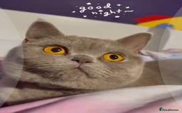British Shorthair cats for sale: 🐾 Pedigree Lilac BSH Boy & Girl – Ready Soon! - Image 7