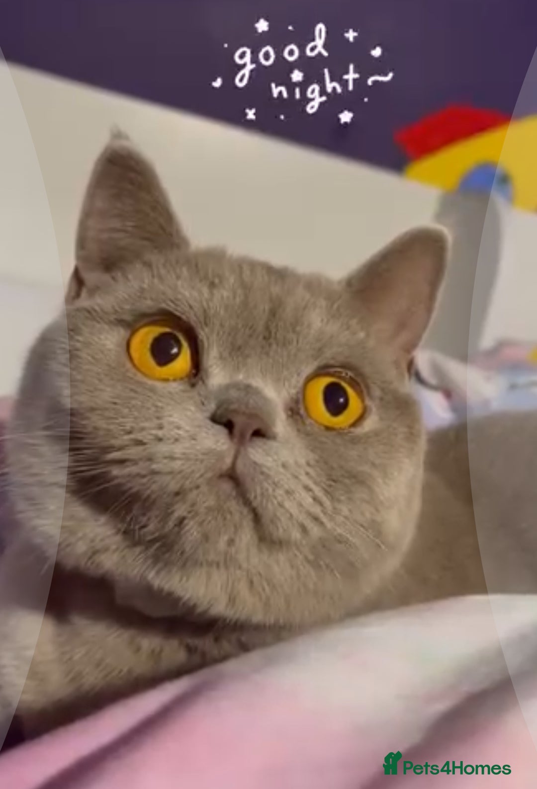 British Shorthair cats for sale: 🐾 Pedigree Lilac BSH Boy & Girl – Ready Soon! - Image 7