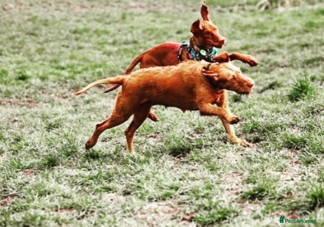 Hungarian Vizsla dogs for sale: Exceptional HWV Pups from Champion Working Lines - Image 9