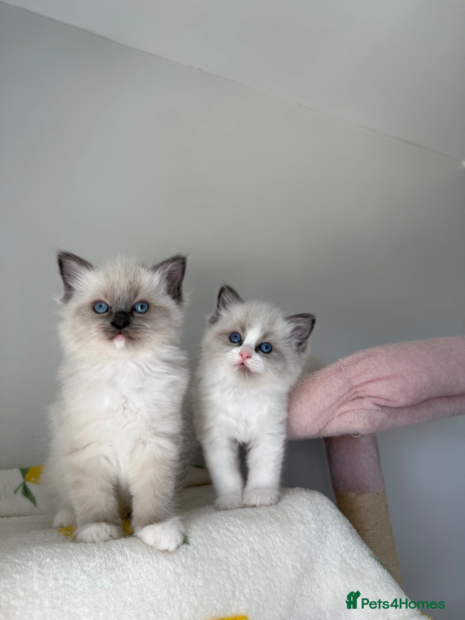Ragdoll cats Pure bred European Ragdolls  - Advert 2