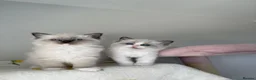Ragdoll cats for sale: Pure bred European Ragdolls  - Advert 12