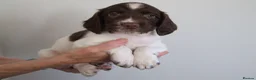 English Springer Spaniel dogs for sale: A Lovely Litter of English Springer Spaniels - Advert 4