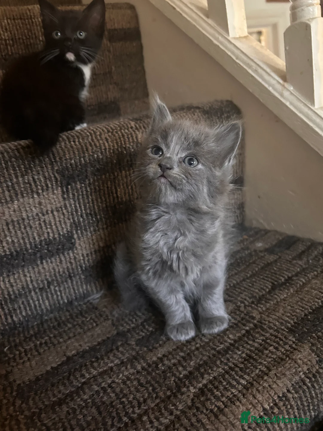 Ragdoll cats for sale: Ragdoll cross kitten (5 available) - Advert 2