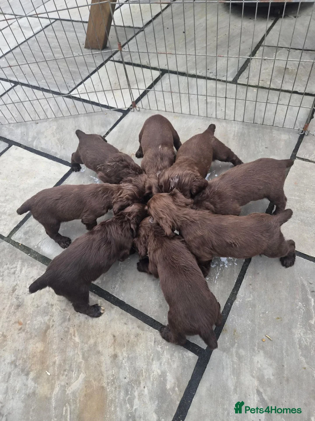 Cocker Spaniel dogs for sale: Cocker spaniel pups  - Advert 2